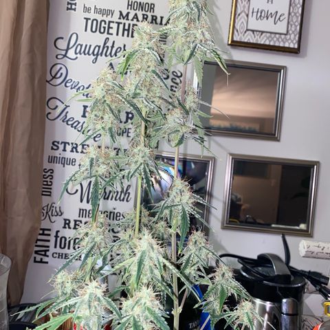 Ethos Haze Auto growlog timeline photo