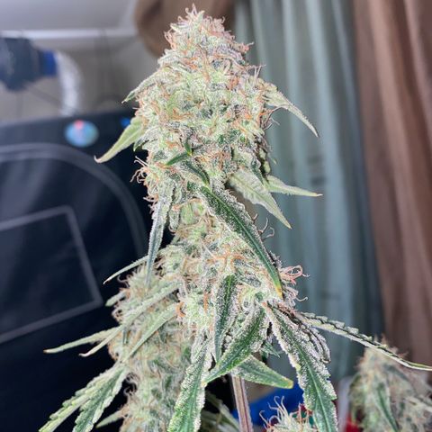 Ethos Haze Auto growlog timeline photo