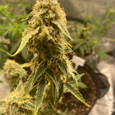 Ethos Haze Auto growlog timeline photo