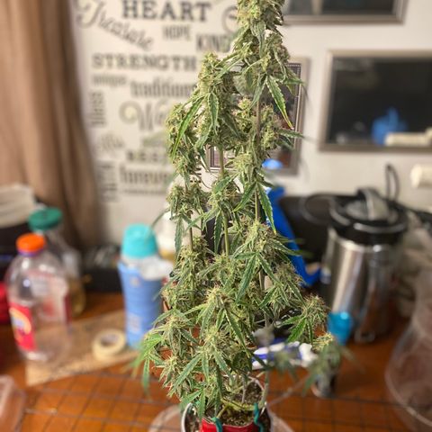 Ethos Haze Auto growlog timeline photo