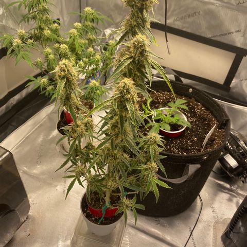 Ethos Haze Auto growlog timeline photo