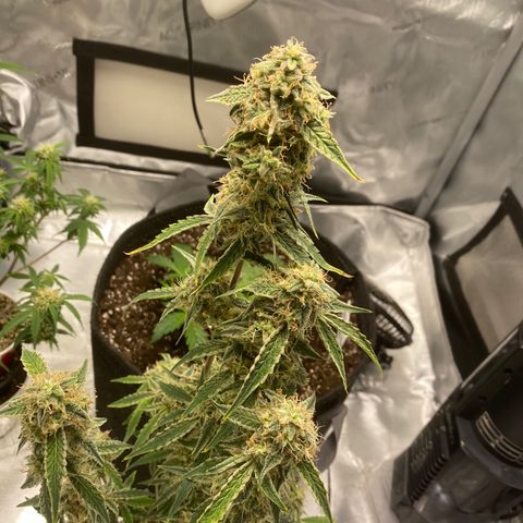 Ethos Haze Auto growlog timeline photo