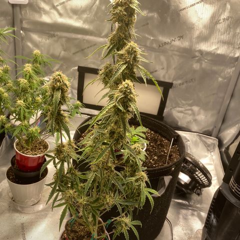 Ethos Haze Auto growlog timeline photo