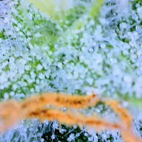 Ethos Haze Auto growlog timeline photo