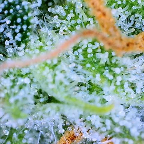 Ethos Haze Auto growlog timeline photo
