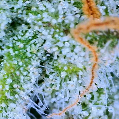 Ethos Haze Auto growlog timeline photo