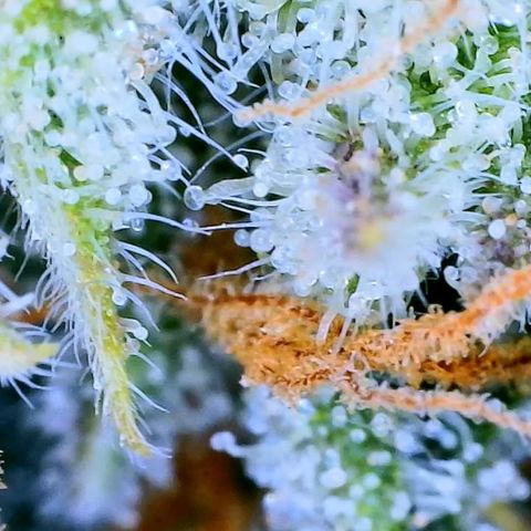 Ethos Haze Auto growlog timeline photo