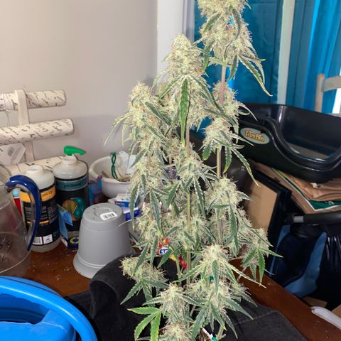 Ethos Haze Auto growlog timeline photo