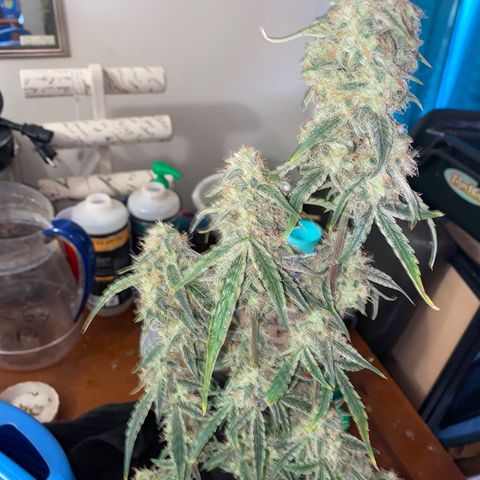 Ethos Haze Auto growlog timeline photo
