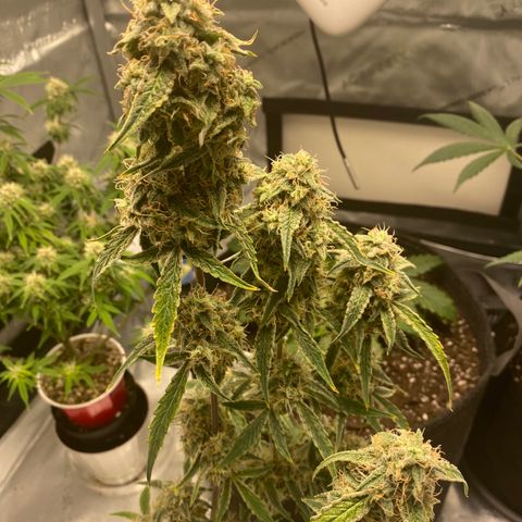 Ethos Haze Auto growlog timeline photo