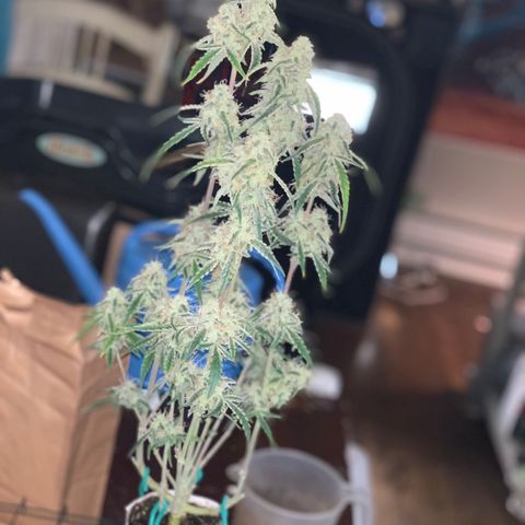 Ethos Haze Auto growlog timeline photo