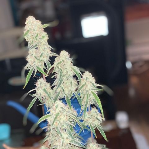 Ethos Haze Auto growlog timeline photo
