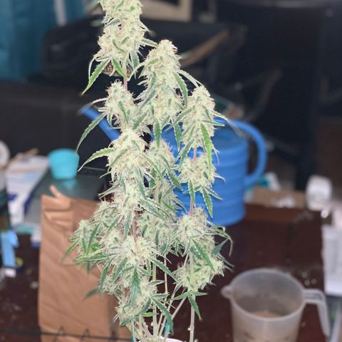 Ethos Haze Auto growlog timeline photo