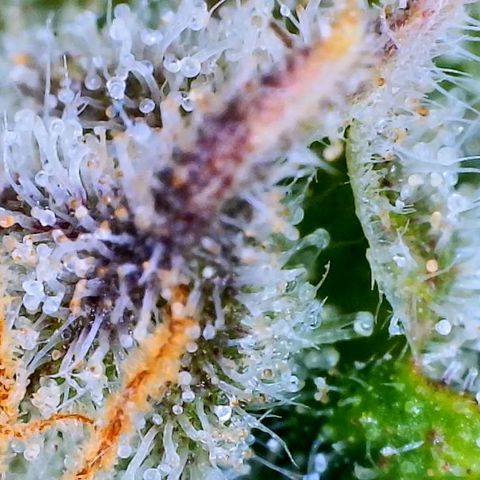 Ethos Haze Auto growlog timeline photo