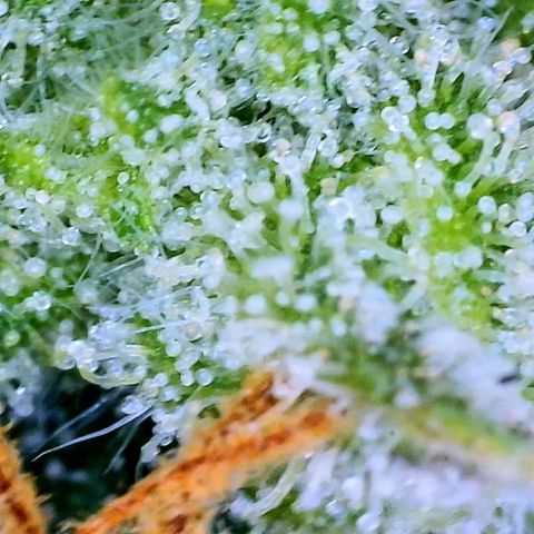 Ethos Haze Auto growlog timeline photo
