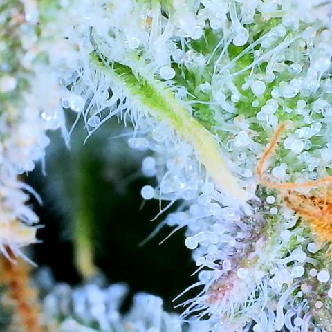 Ethos Haze Auto growlog timeline photo