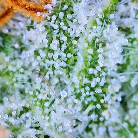 Ethos Haze Auto growlog timeline photo