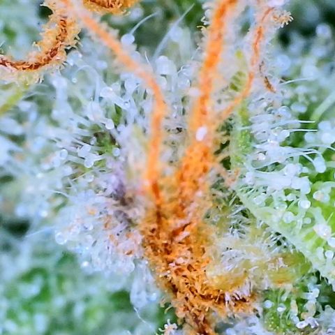 Ethos Haze Auto growlog timeline photo