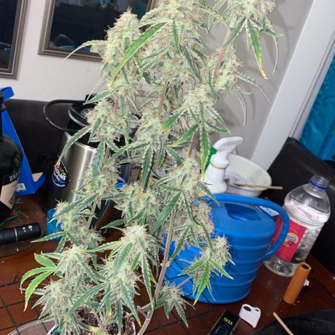 Ethos Haze Auto growlog timeline photo