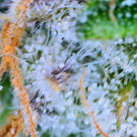 Ethos Haze Auto growlog timeline photo