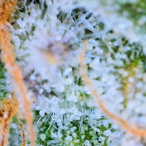 Ethos Haze Auto growlog timeline photo