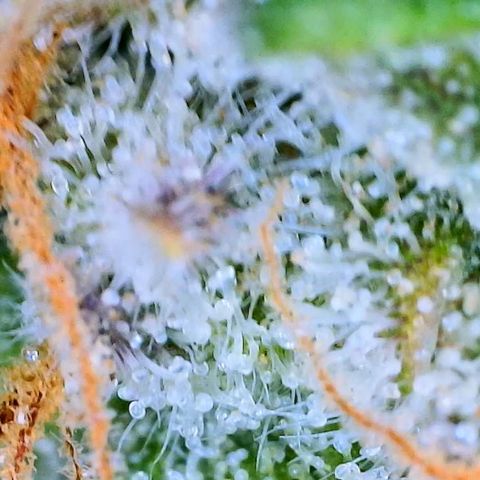 Ethos Haze Auto growlog timeline photo