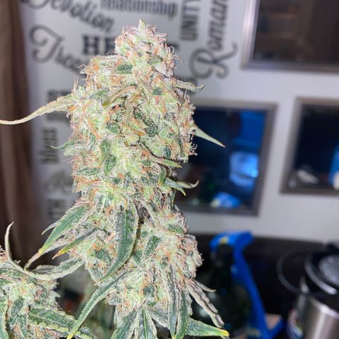 Ethos Haze Auto growlog timeline photo