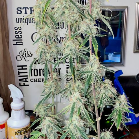 Ethos Haze Auto growlog timeline photo