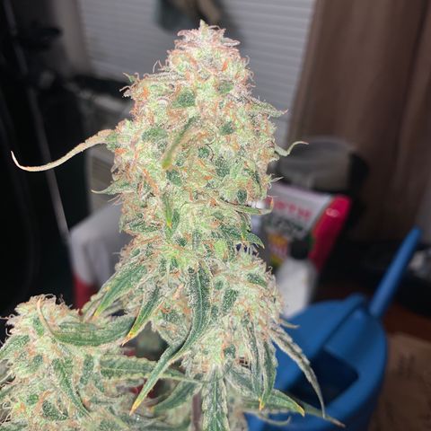 Ethos Haze Auto growlog timeline photo