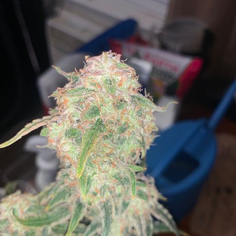 Ethos Haze Auto growlog timeline photo