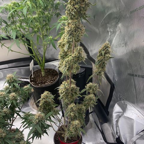 Ethos Haze Auto growlog timeline photo