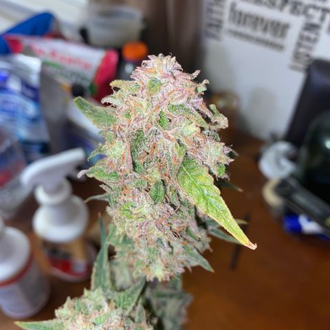 Ethos Haze Auto growlog timeline photo