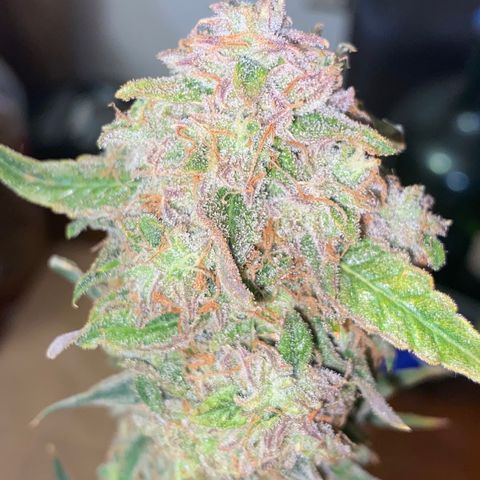 Ethos Haze Auto growlog timeline photo