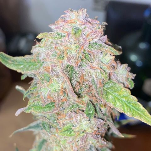 Ethos Haze Auto growlog timeline photo