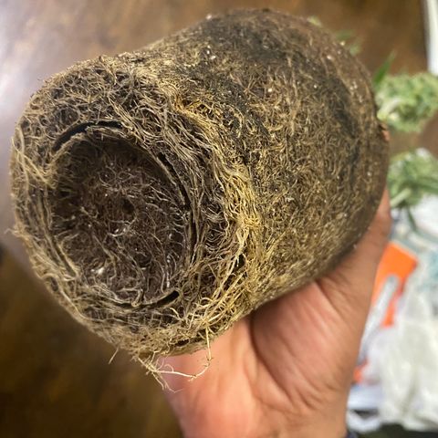 Ethos Haze Auto growlog timeline photo