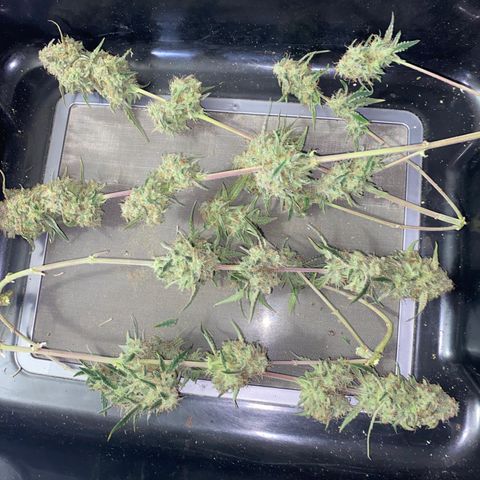 Ethos Haze Auto growlog timeline photo