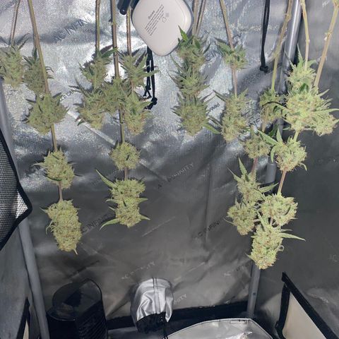 Ethos Haze Auto growlog timeline photo