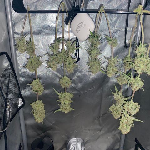 Ethos Haze Auto growlog timeline photo