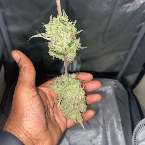 Ethos Haze Auto growlog timeline photo