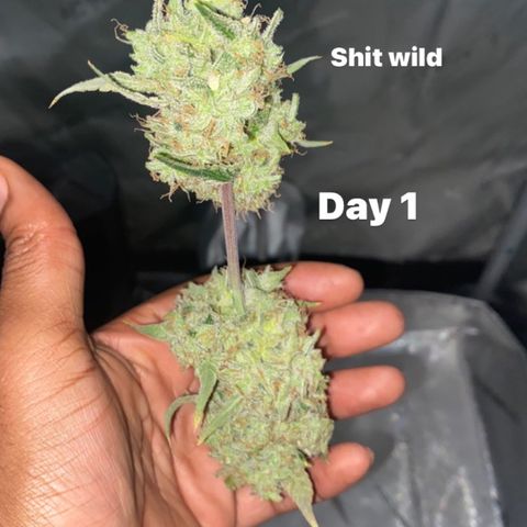 Ethos Haze Auto growlog timeline photo