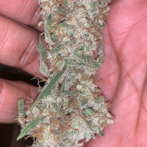 Ethos Haze Auto growlog timeline photo