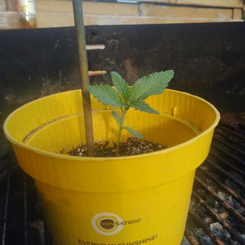 Purple Skunk - Right Strablation growlog photo: Les 2 premières grosses feuilles sont sorties + 4 petites feuilles en préparation pour le 2nd étage