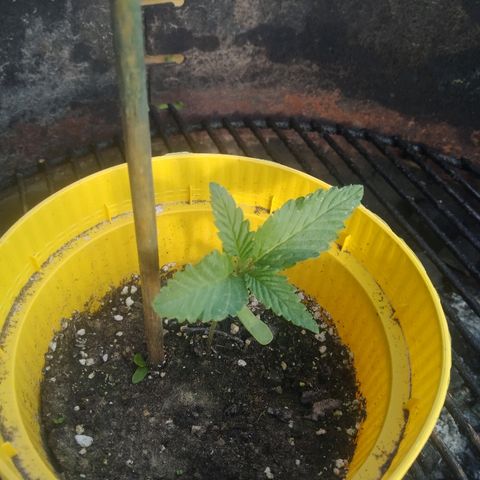 Purple Skunk - Right Strablation growlog timeline photo