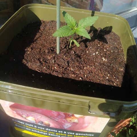 Purple Skunk - Right Strablation growlog timeline photo