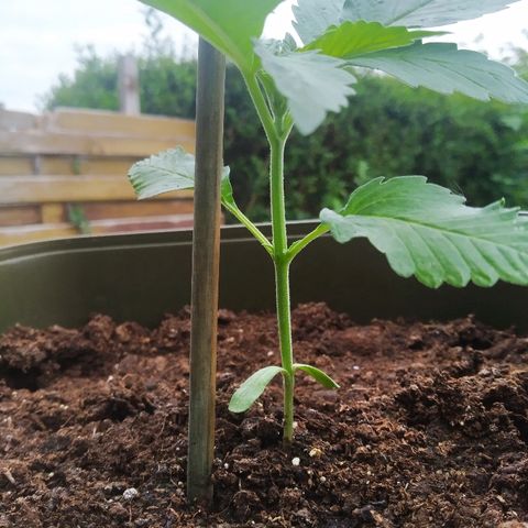 Purple Skunk - Right Strablation growlog timeline photo