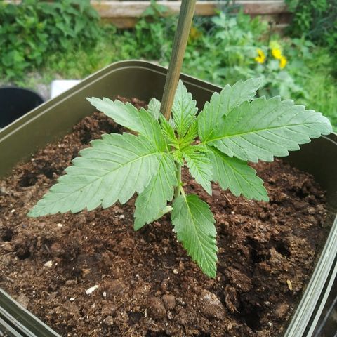 Purple Skunk - Right Strablation growlog timeline photo