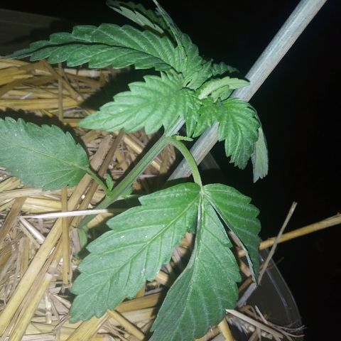 Purple Skunk - Right Strablation growlog timeline photo