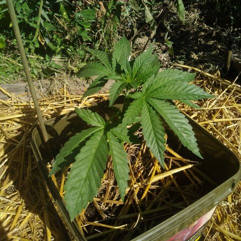 Purple Skunk - Right Strablation growlog timeline photo