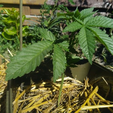 Purple Skunk - Right Strablation growlog timeline photo