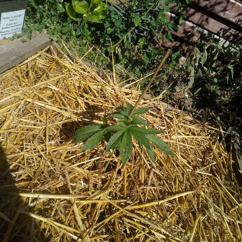 Purple Skunk - Right Strablation growlog photo: Transplantation en terre + terreau, arrosage 2L